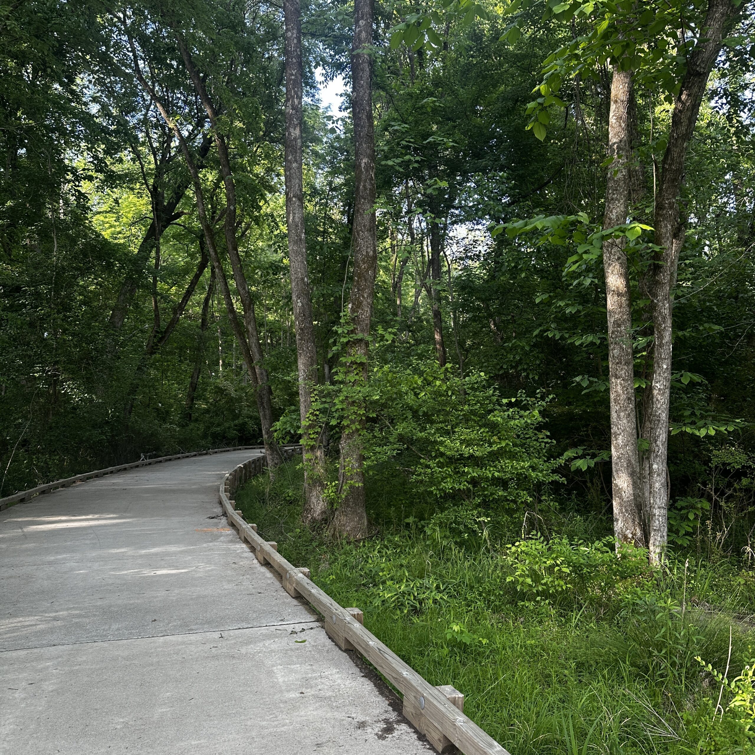 Tree-lined section of Torrence Creek Greenway near Cedarfield in Huntersville, NC